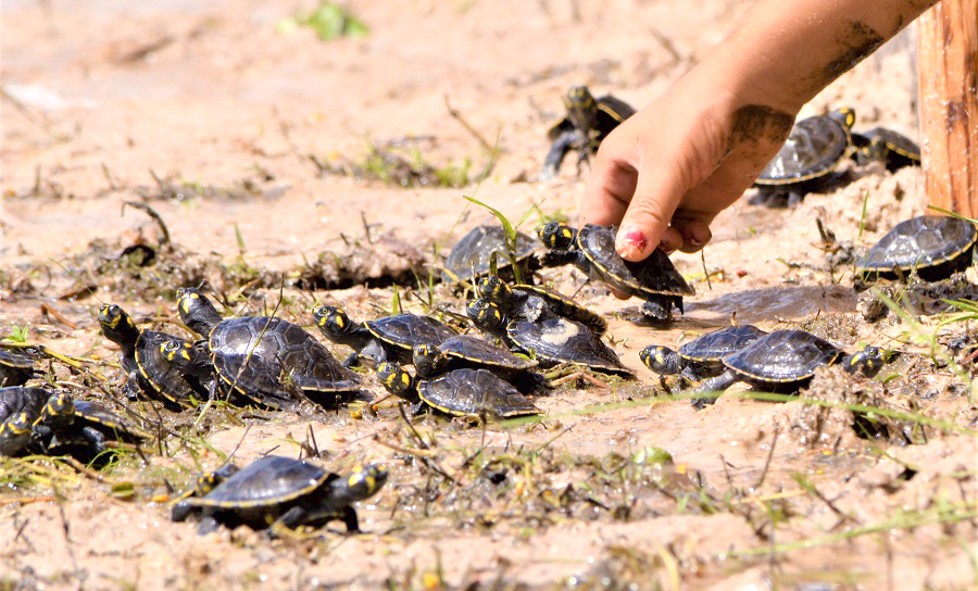 Parceria realiza soltura de 7 mil filhotes de tracajás Equinócio Play